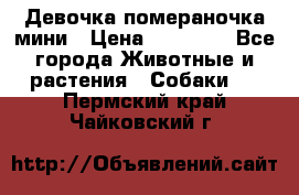 Девочка помераночка мини › Цена ­ 50 000 - Все города Животные и растения » Собаки   . Пермский край,Чайковский г.